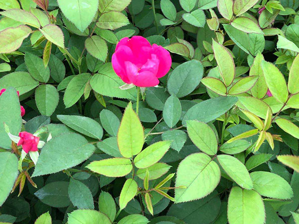丰花月季