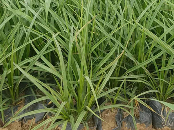 青绿苔草