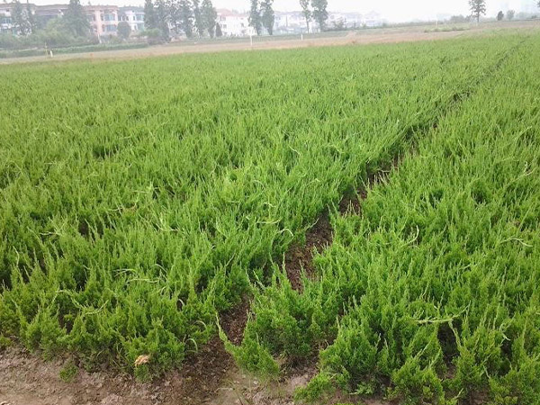 小龙柏